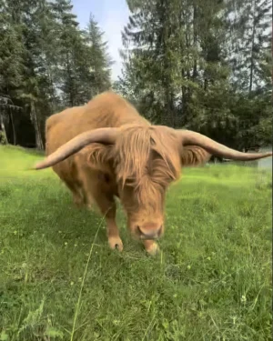 Jade the Highland cattle - herd queen and mother grazing in green pasture with distinctive long horns and shaggy coat